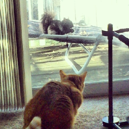 Squirrel watching cat